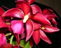 Miscellaneous Orchids Gallery